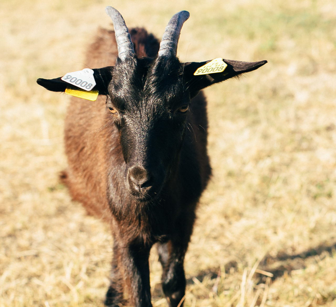 190725_R_Goats-2584