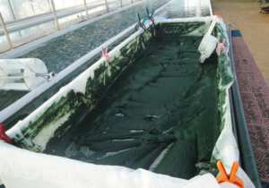 Incubateur-spiruline-pres