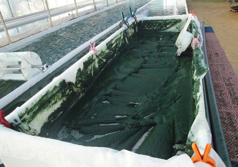 Incubateur-spiruline-pres