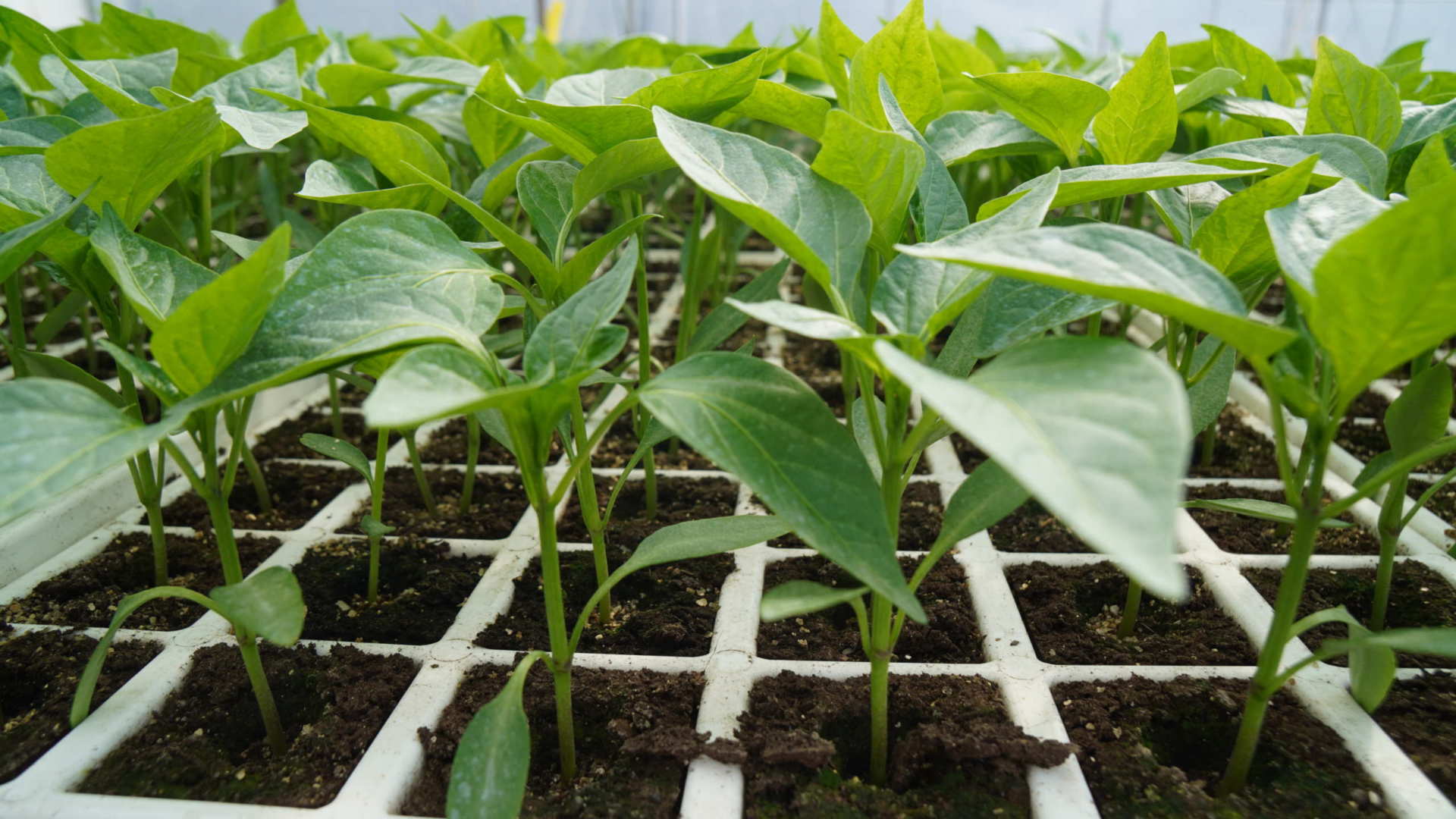plants-terratttitude Plants offerts par TerrAttitude