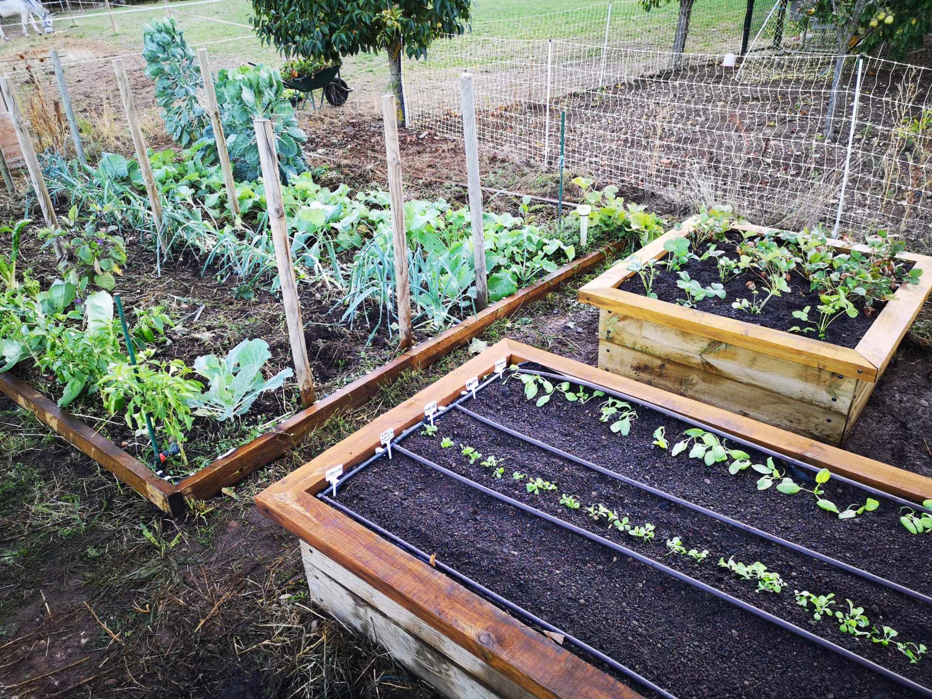 Potagers Conforts