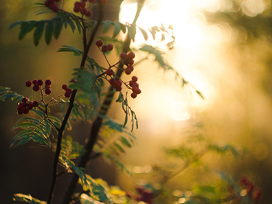 paysage_lumiere
