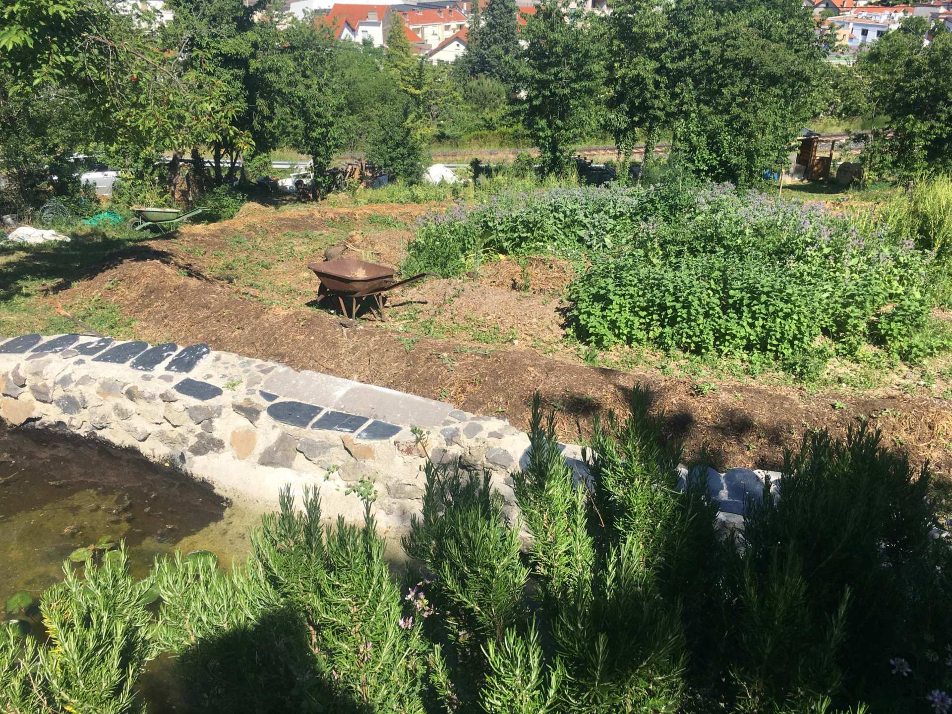 Garden next to a pond Landestini urban farm