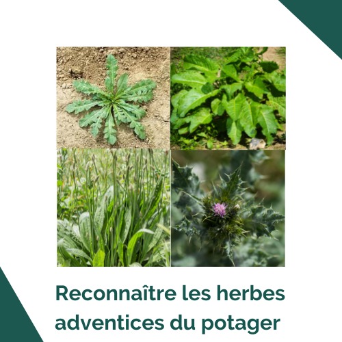 Reconnaitre les herbes adventices du potager