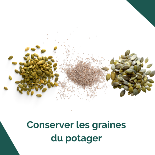 Conserver les graines su potager