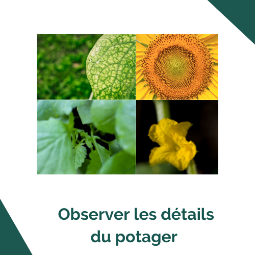 observer les details du potager