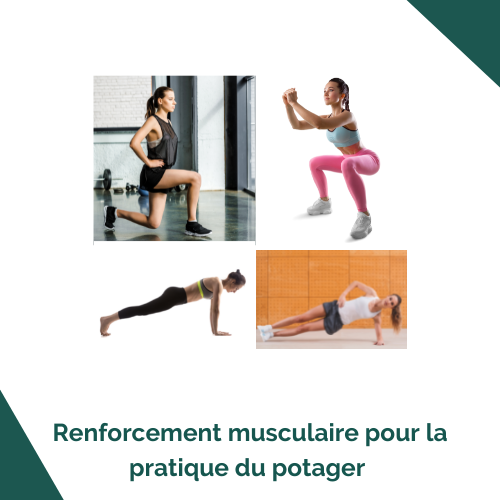 Exercices de renforcement musculaire