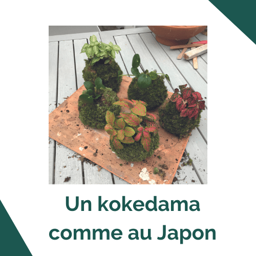 Un kokedama comme au Japon