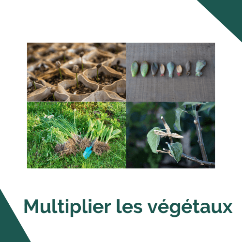 Multiplier les végétaux