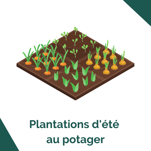 Plantations d'été au potager
