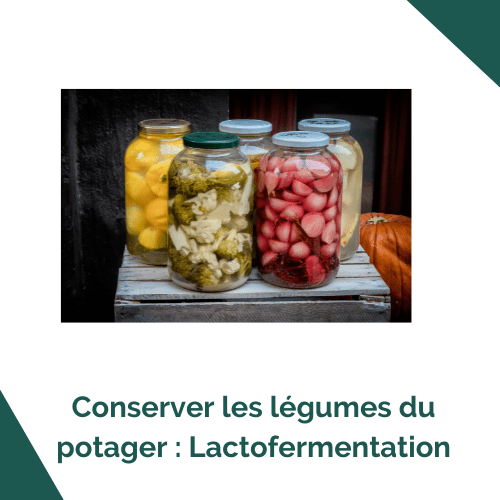 Conserver les légumes du potager : Lactofermentation