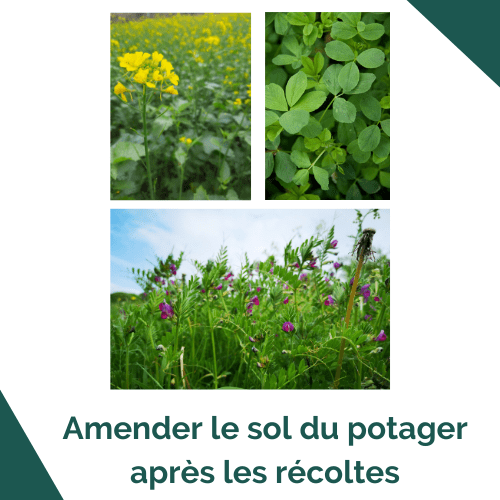 Amender le potager après les récoltes