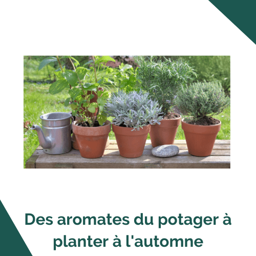 Des aromates du potager à planter à l'automne