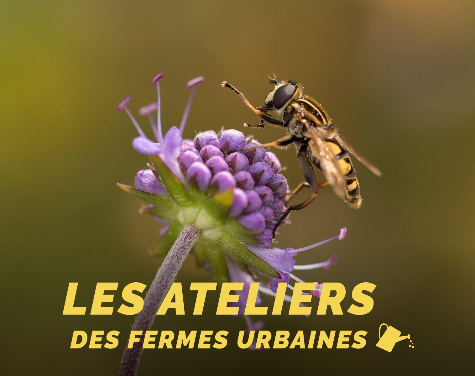 ateliers des fermes urbaines fleur violette et abeille