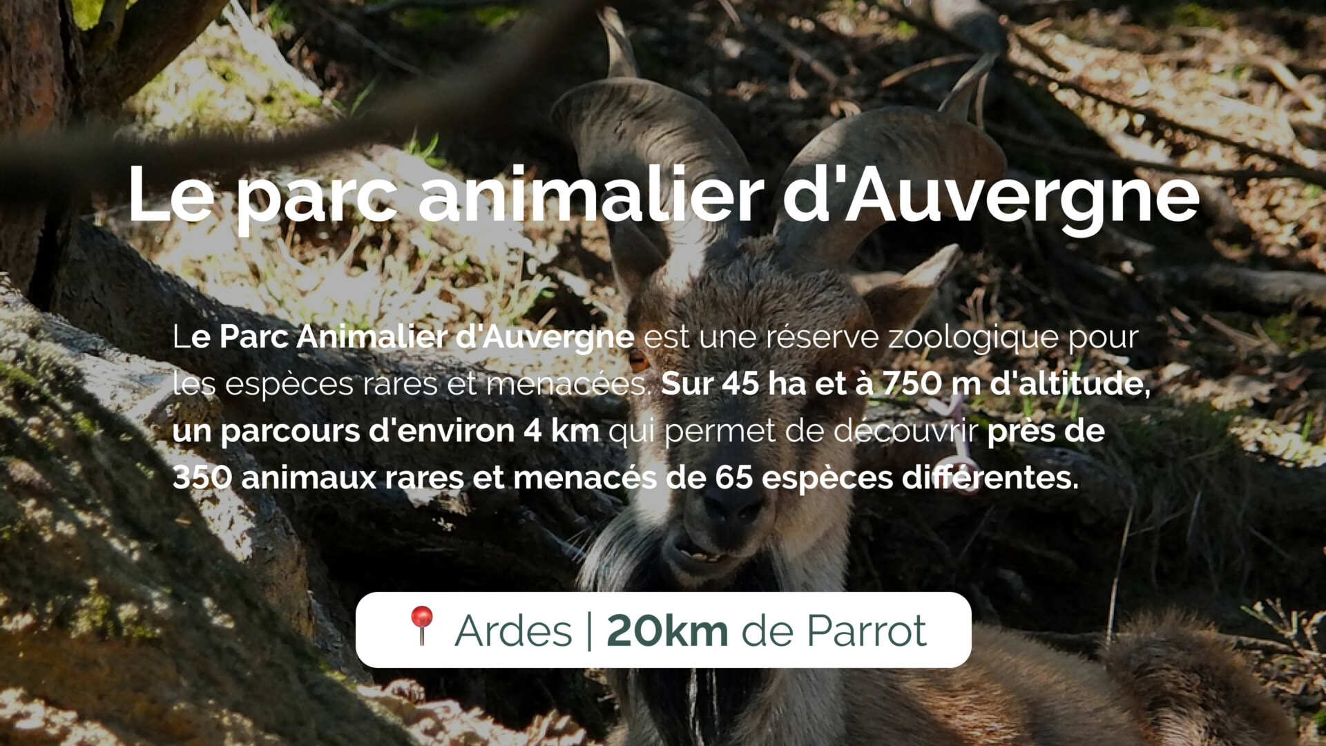 Le parc animalier d'Auvergne