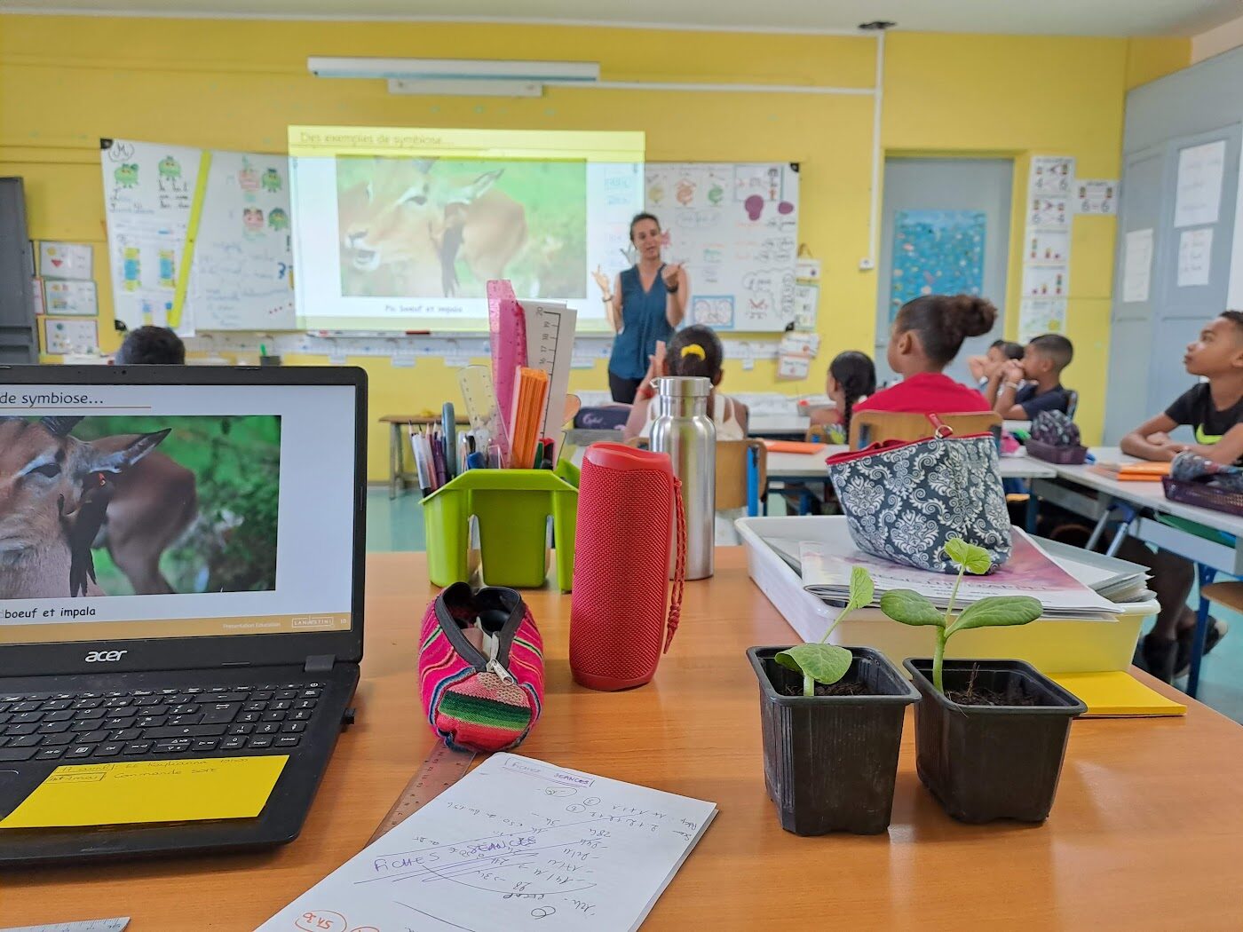 Semis et travail en classe autour du potager